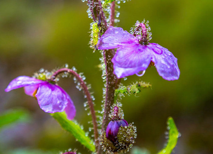 How much doe it cost to travel to Bhutan and how to obtain Bhutan visa